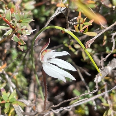Caladenia fuscata (Dusky Fingers) at Bruce, ACT - 29 Aug 2025 by Clarel