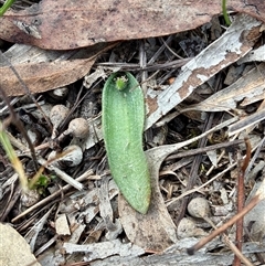 Glossodia major (Wax Lip Orchid) at Cook, ACT - 19 Aug 2025 by CathB
