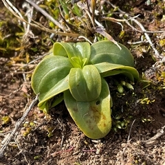 Centaurium erythraea (Common Centaury) at Yarralumla, ACT - 24 Aug 2025 by Jennybach