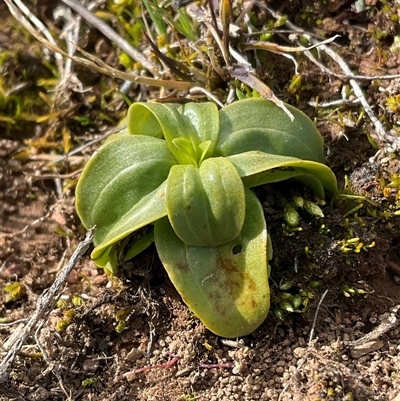 Centaurium erythraea (Common Centaury) at Yarralumla, ACT - 24 Aug 2025 by Jennybach