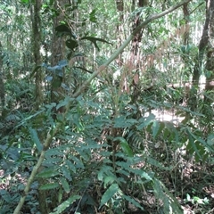 Lepiderema hirsuta (Noah's tamarind) by JasonPStewart