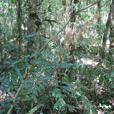 Lepiderema hirsuta (Noah's tamarind) at  - suppressed by JasonPStewart