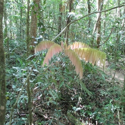 Lepiderema hirsuta (Noah's tamarind) at  - suppressed by JasonPStewart