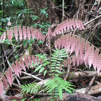 Lepiderema hirsuta (Noah's tamarind) at  - suppressed by JasonPStewartNMsnc2016