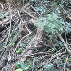 Lepiderema hirsuta (Noah's tamarind) by JasonPStewart