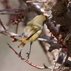 Acanthiza pusilla (Brown Thornbill) at Jindabyne, NSW - 28 Aug 2025 by jb2602