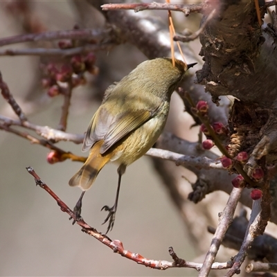 Acanthiza pusilla (Brown Thornbill) at Jindabyne, NSW - 28 Aug 2025 by jb2602