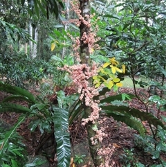 Lepiderema hirsuta (Noah's tamarind) by JasonPStewart