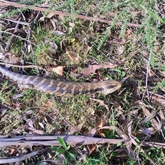 Tiliqua scincoides scincoides (Eastern Blue-tongue) at Upper Kangaroo Valley, NSW - 29 Aug 2025 by Baronia