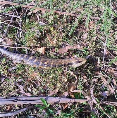 Tiliqua scincoides scincoides (Eastern Blue-tongue) at Upper Kangaroo Valley, NSW - 29 Aug 2025 by Baronia