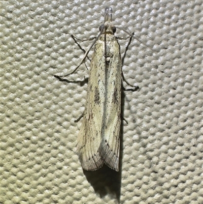 Faveria tritalis (Couchgrass Webworm) at Rewan, QLD - 15 Aug 2025 by Pirom