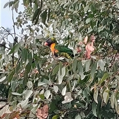 Trichoglossus moluccanus (Rainbow Lorikeet) at Weston, ACT - 29 Aug 2025 by KateU