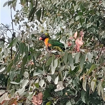 Trichoglossus moluccanus (Rainbow Lorikeet) at Weston, ACT - 29 Aug 2025 by KateU