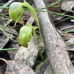Pterostylis nutans (Nodding Greenhood) at Acton, ACT - 29 Aug 2025 by Clarel