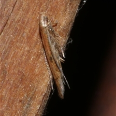 Batrachedra (genus) (The single genus of family Batrachedridae) at Freshwater Creek, VIC - 16 Apr 2025 by WendyEM