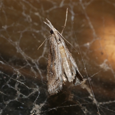 Hednota crypsichroa (A Crambid moth) at Freshwater Creek, VIC - 16 Apr 2025 by WendyEM