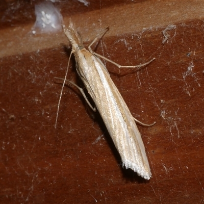 Hednota grammellus (Crambinae) at Freshwater Creek, VIC - 16 Apr 2025 by WendyEM