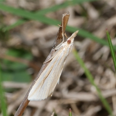 Hednota grammellus (Crambinae) at Freshwater Creek, VIC - 19 Apr 2025 by WendyEM
