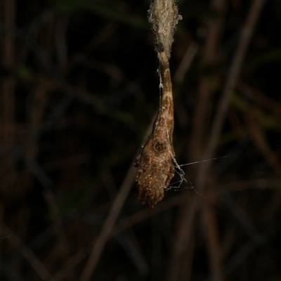 Arachnura higginsi (Scorpion-tailed Spider) at Freshwater Creek, VIC - 19 Apr 2025 by WendyEM