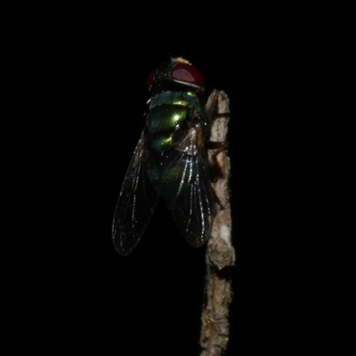 Rutilia sp. (genus) at Freshwater Creek, VIC - 19 Apr 2025 by WendyEM