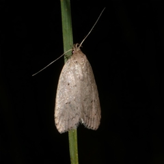 Eulechria convictella (Eulechria convictella) at Freshwater Creek, VIC - 20 Apr 2025 by WendyEM
