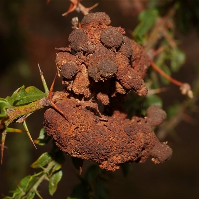 Uromycladium (genus) (A gall forming rust fungus) at Freshwater Creek, VIC - 19 Apr 2025 by WendyEM