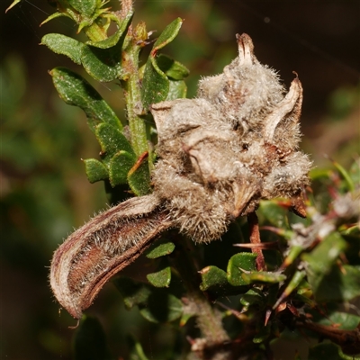 Dasineura sp. (genus) (Flower-galling Midge) at Freshwater Creek, VIC - 19 Apr 2025 by WendyEM