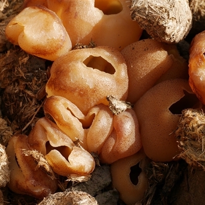 Peziza sp. at Freshwater Creek, VIC - 6 Aug 2025 by WendyEM