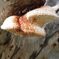 Laetiporus portentosus (White Punk) at West Wodonga, VIC - 29 Aug 2025 by KylieWaldon