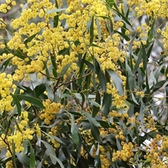 Unverified Wattle at West Wodonga, VIC - 29 Aug 2025 by KylieWaldon