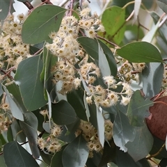 Unverified Gum Tree at West Wodonga, VIC - 29 Aug 2025 by KylieWaldon