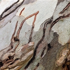 Unverified Beetle (Coleoptera) at West Wodonga, VIC - 29 Aug 2025 by KylieWaldon