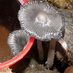 Coprinellus etc at Freshwater Creek, VIC - 8 Aug 2025 by WendyEM