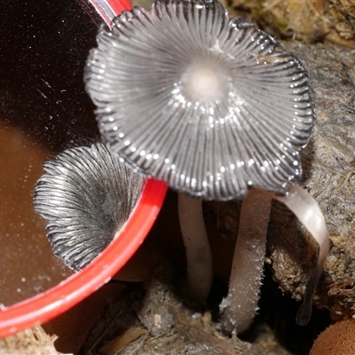 Coprinellus etc at Freshwater Creek, VIC - 8 Aug 2025 by WendyEM