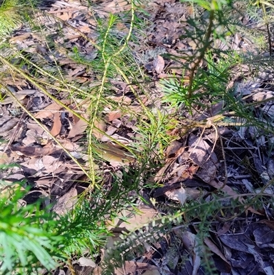 Stylidium laricifolium (Giant Triggerplant, Tree Triggerplant) at Upper Kangaroo Valley, NSW - 29 Aug 2025 by Baronia
