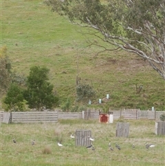 Threskiornis spinicollis (Straw-necked Ibis) at Freshwater Creek, VIC - 22 Aug 2025 by WendyEM