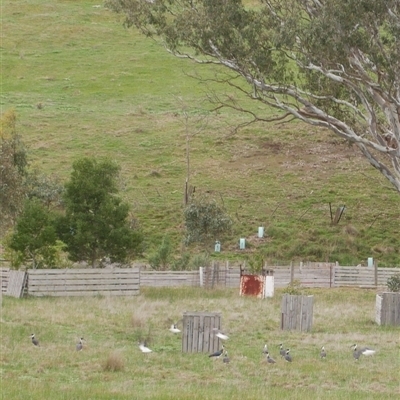 Threskiornis spinicollis (Straw-necked Ibis) at Freshwater Creek, VIC - 22 Aug 2025 by WendyEM