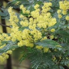 Acacia baileyana at West Wodonga, VIC - 29 Aug 2025 by KylieWaldon