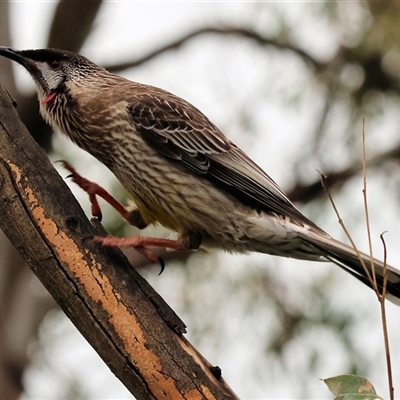 Anthochaera carunculata (Red Wattlebird) at West Wodonga, VIC - 29 Aug 2025 by KylieWaldon