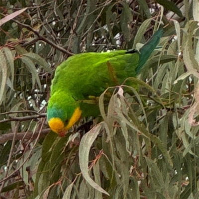 Polytelis swainsonii (Superb Parrot) at Russell, ACT - 28 Aug 2025 by Hejor1