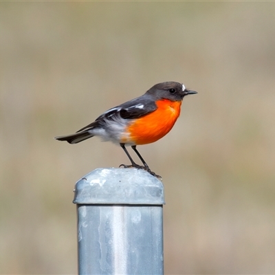 Petroica phoenicea (Flame Robin) at Mount Clear, ACT - 28 Aug 2025 by jb2602