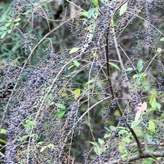 Ligustrum sp. at West Wodonga, VIC - 29 Aug 2025 by KylieWaldon