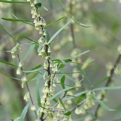 Melicytus dentatus at West Wodonga, VIC - 29 Aug 2025 by KylieWaldon
