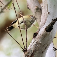 Acanthiza lineata (Striated Thornbill) at West Wodonga, VIC - 29 Aug 2025 by KylieWaldon