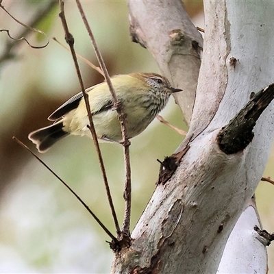 Acanthiza lineata (Striated Thornbill) at West Wodonga, VIC - 29 Aug 2025 by KylieWaldon