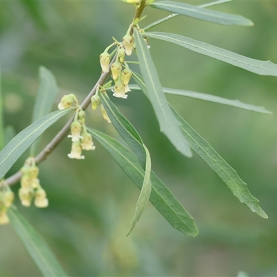 Melicytus dentatus at West Wodonga, VIC - 29 Aug 2025 by KylieWaldon