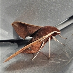 Hippotion scrofa (Coprosma Hawk Moth) at Peregian Beach, QLD - 30 Aug 2025 by AaronClausen