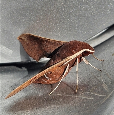 Hippotion scrofa (Coprosma Hawk Moth) at Peregian Beach, QLD - 30 Aug 2025 by AaronClausen