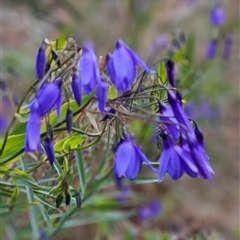 Stypandra glauca (Nodding Blue Lily) at Bogan Gate, NSW - 30 Aug 2025 by Wolfdogg