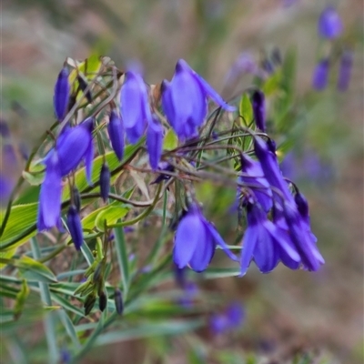 Stypandra glauca (Nodding Blue Lily) at Bogan Gate, NSW - 30 Aug 2025 by Wolfdogg